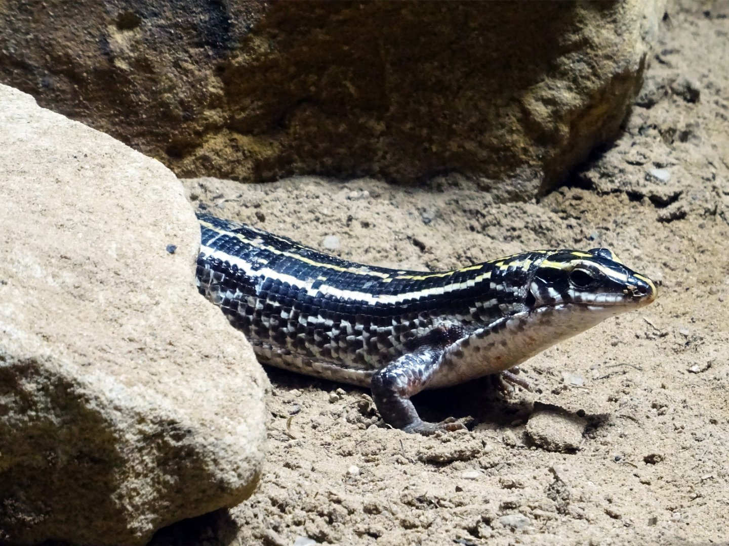 Striped Plated Lizard