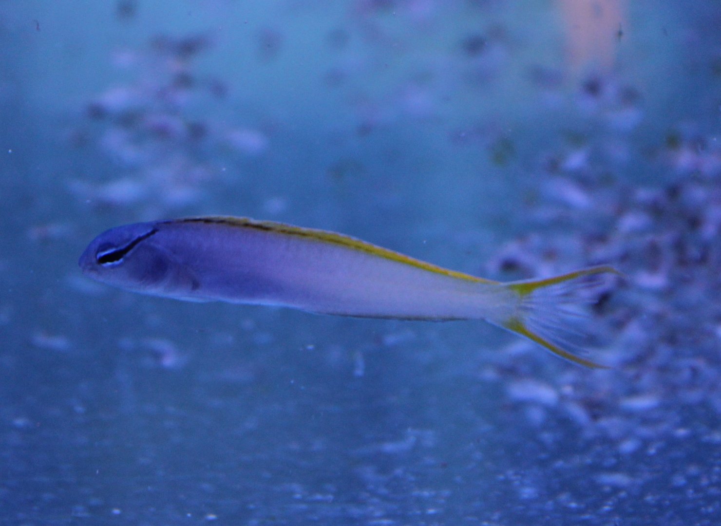 Striped poison-fang blenny - Meiacanthus atrodorsalis