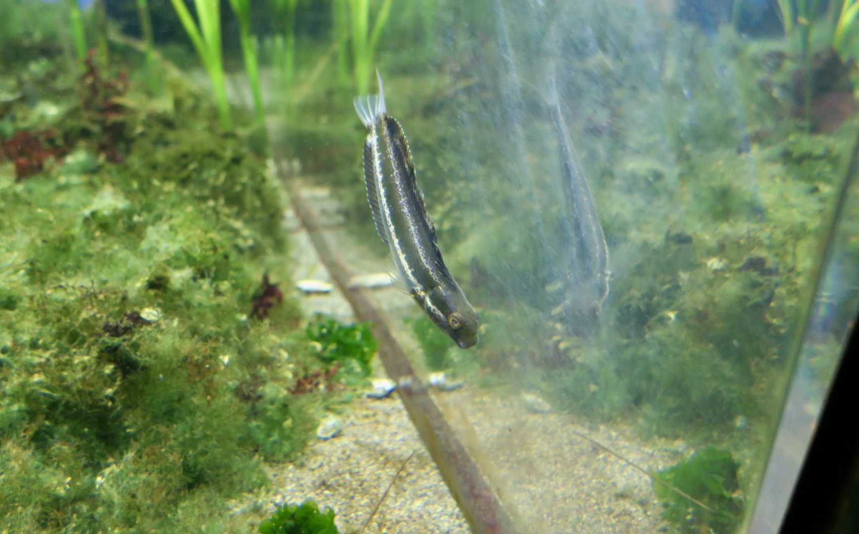 Striped Poison-Fang Blenny Mimic (Petroscirtes breviceps)