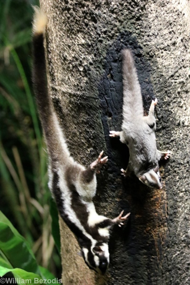 Striped Possum and Sugar Glider - Chambers Wildlife Lodge