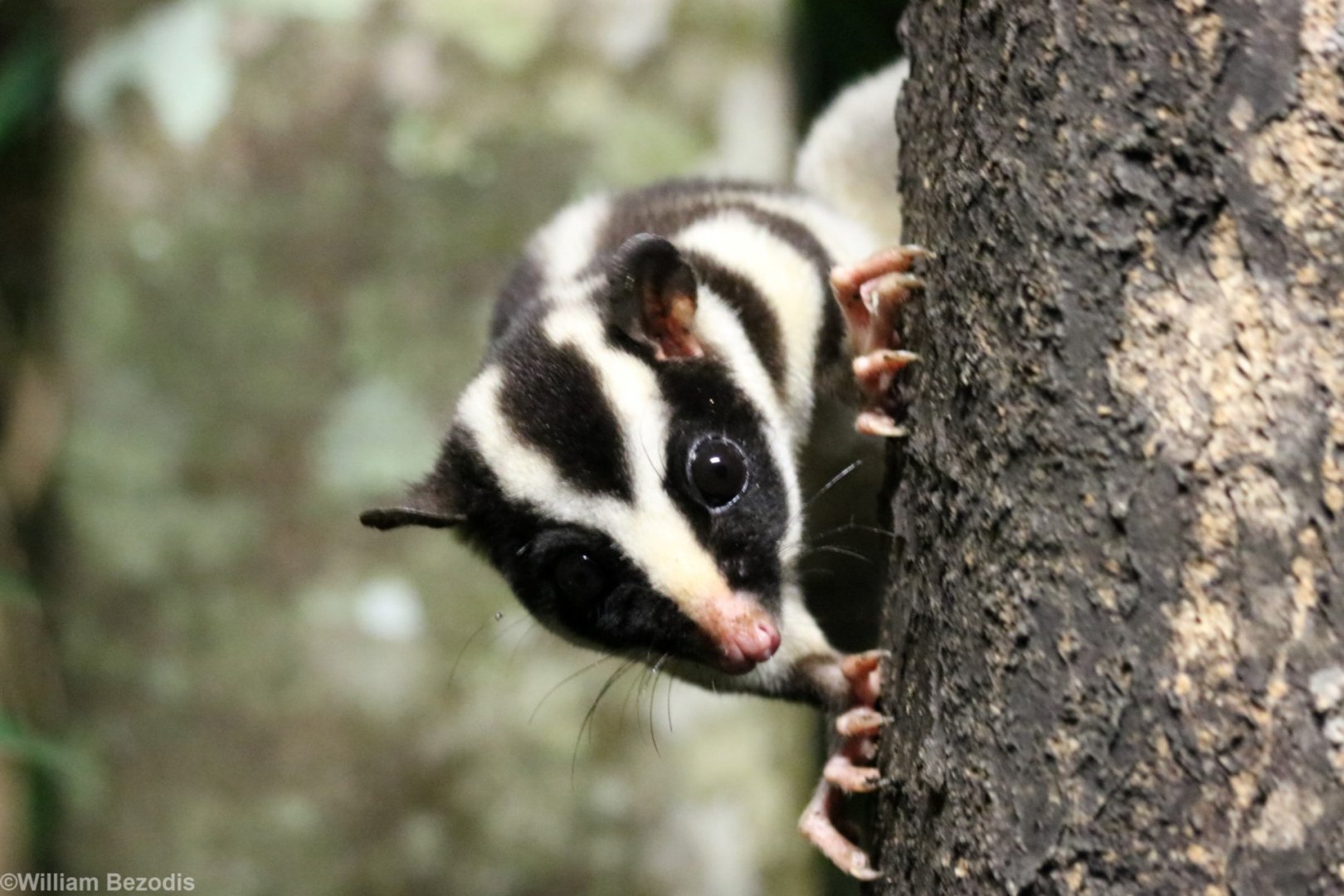 Striped Possum - Chambers Wildlife Lodge