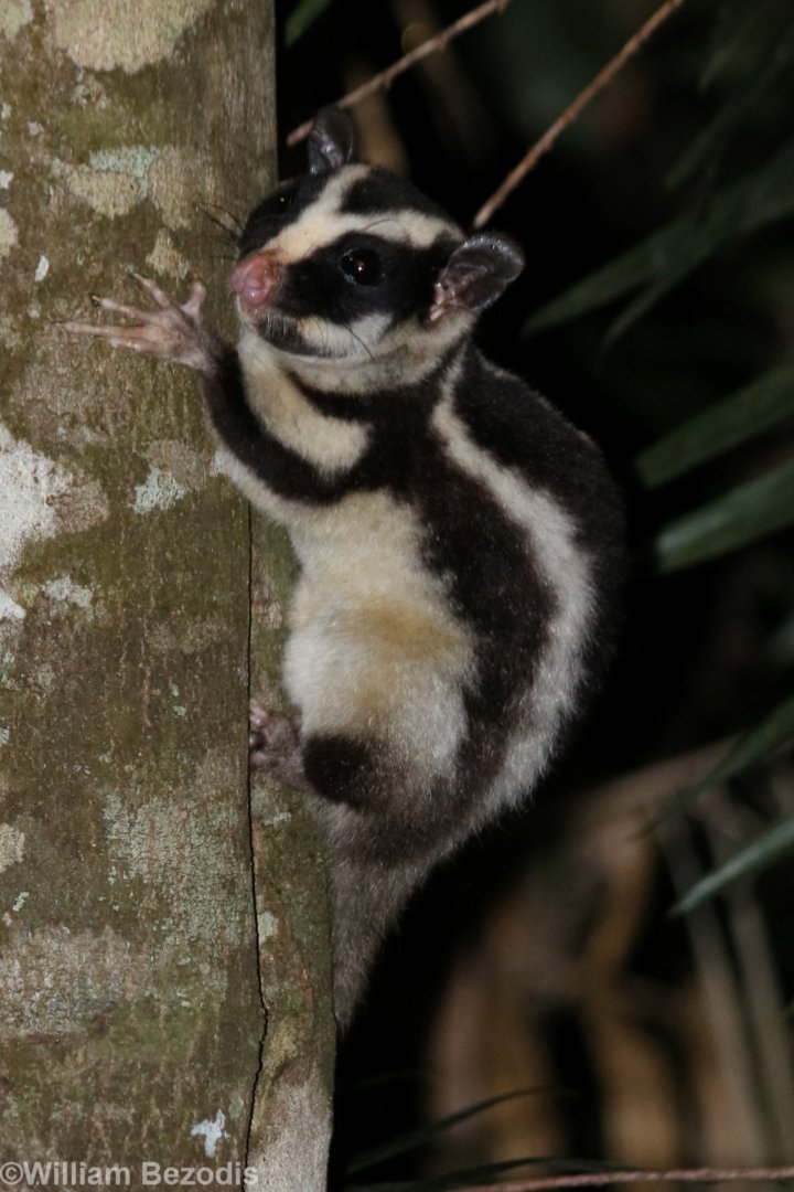 Striped Possum - Chambers Wildlife Lodge