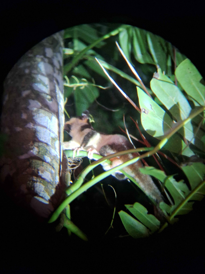 Striped Possum (Dactylopsila trivirgata picata)