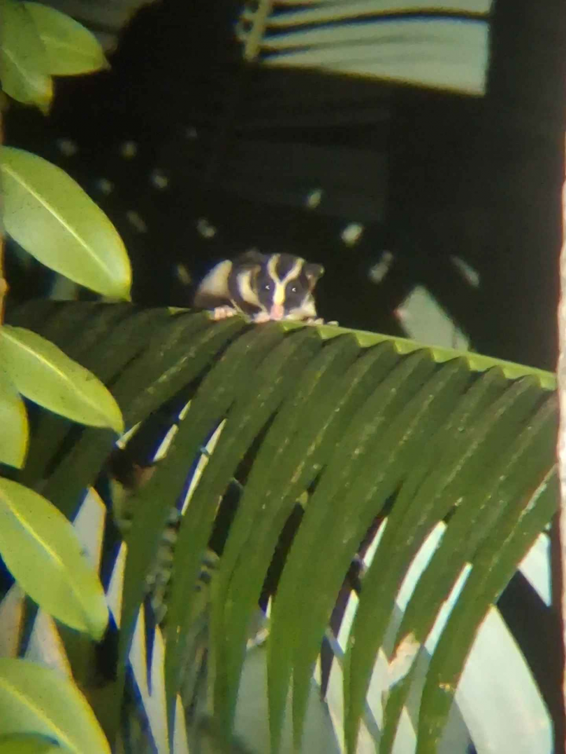 Striped Possum (Dactylopsila trivirgata picata)