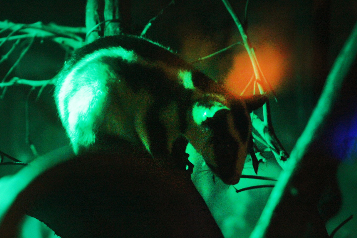 Striped possum  (Dactylopsila trivirgata trivirgata)