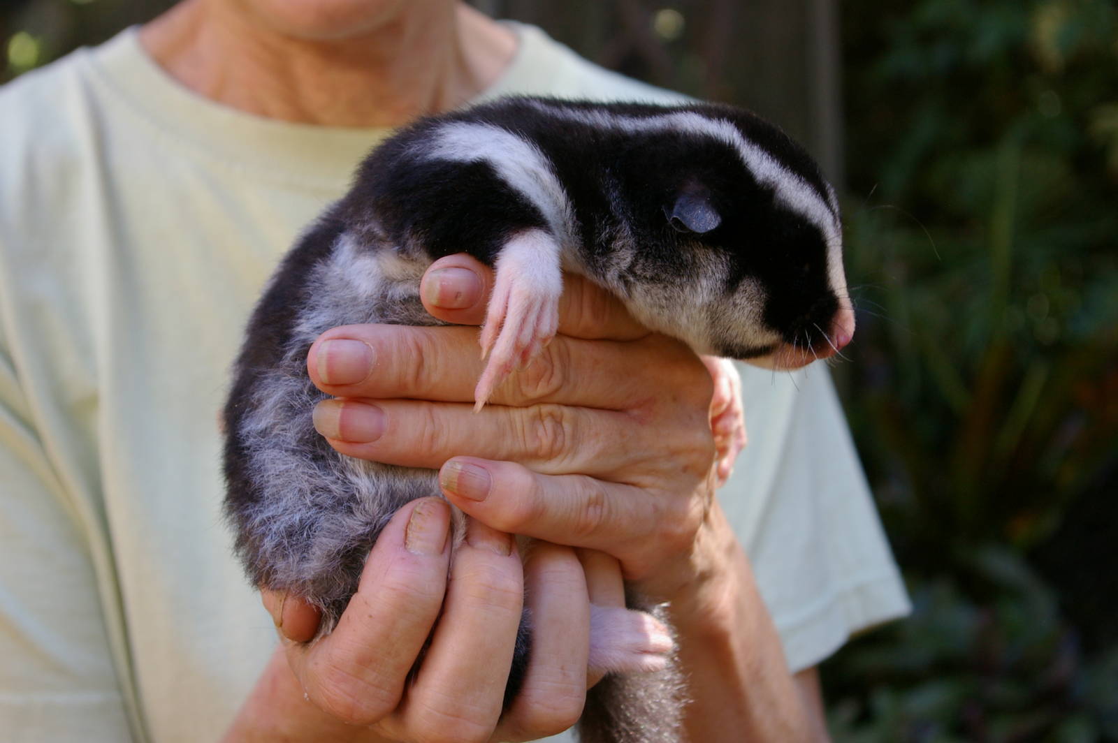 striped possum (Dactylopsila trivirgata)