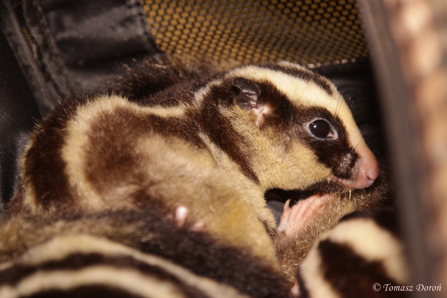 Striped Possum (Dactylopsila trivirgata)