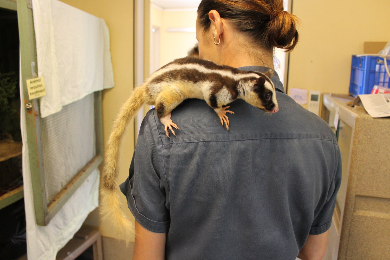Striped Possum (Dactylopsila trivirgata)