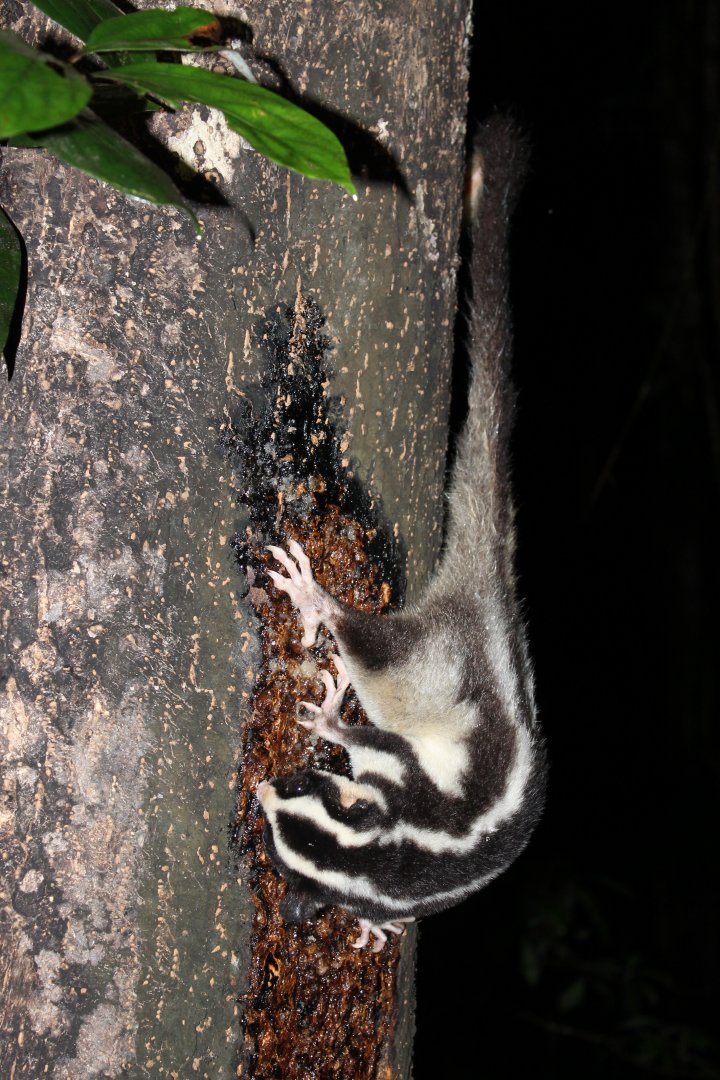 Striped Possum (Dactylopsila trivirgata)