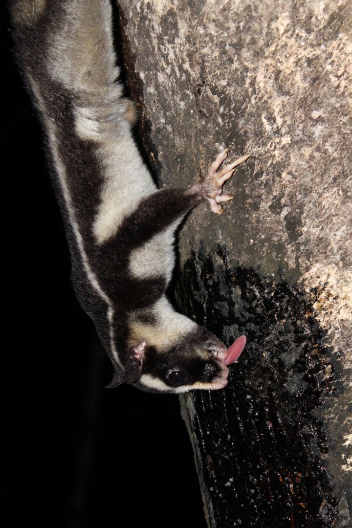 Striped Possum (Dactylopsila trivirgata)