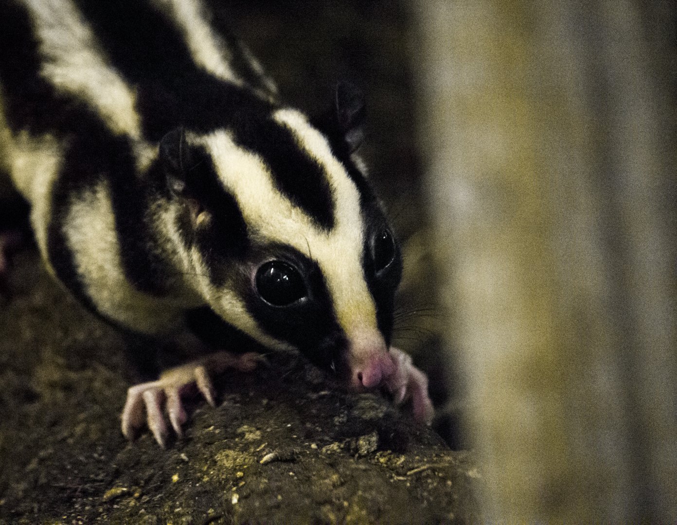 Striped possum, Dactylopsila trivirgata