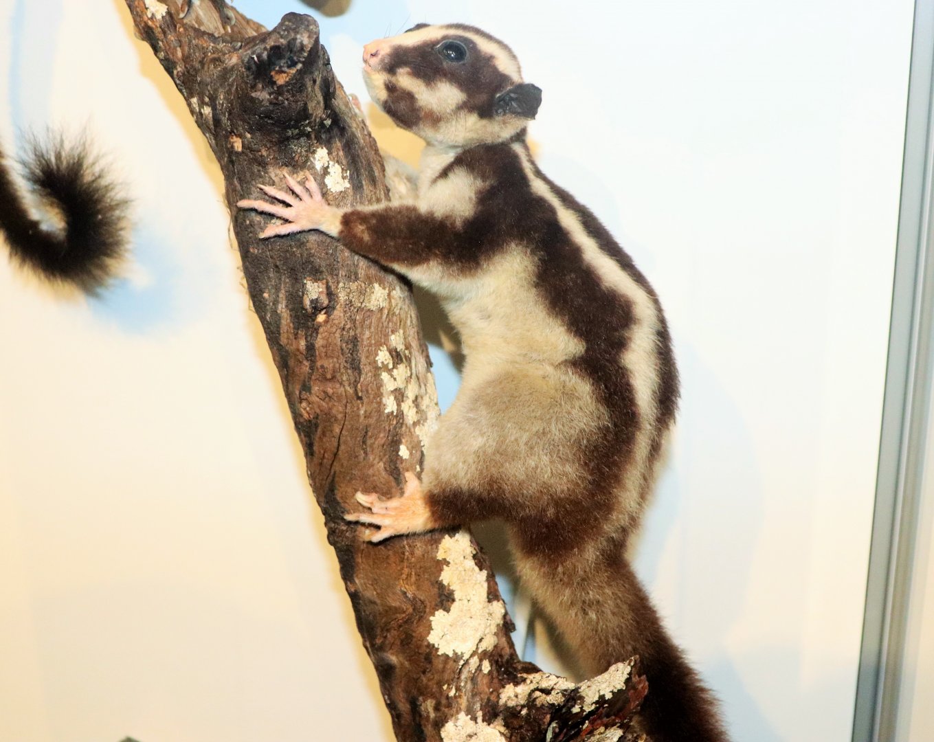 Striped Possum (Dactylopsila trivirgata)