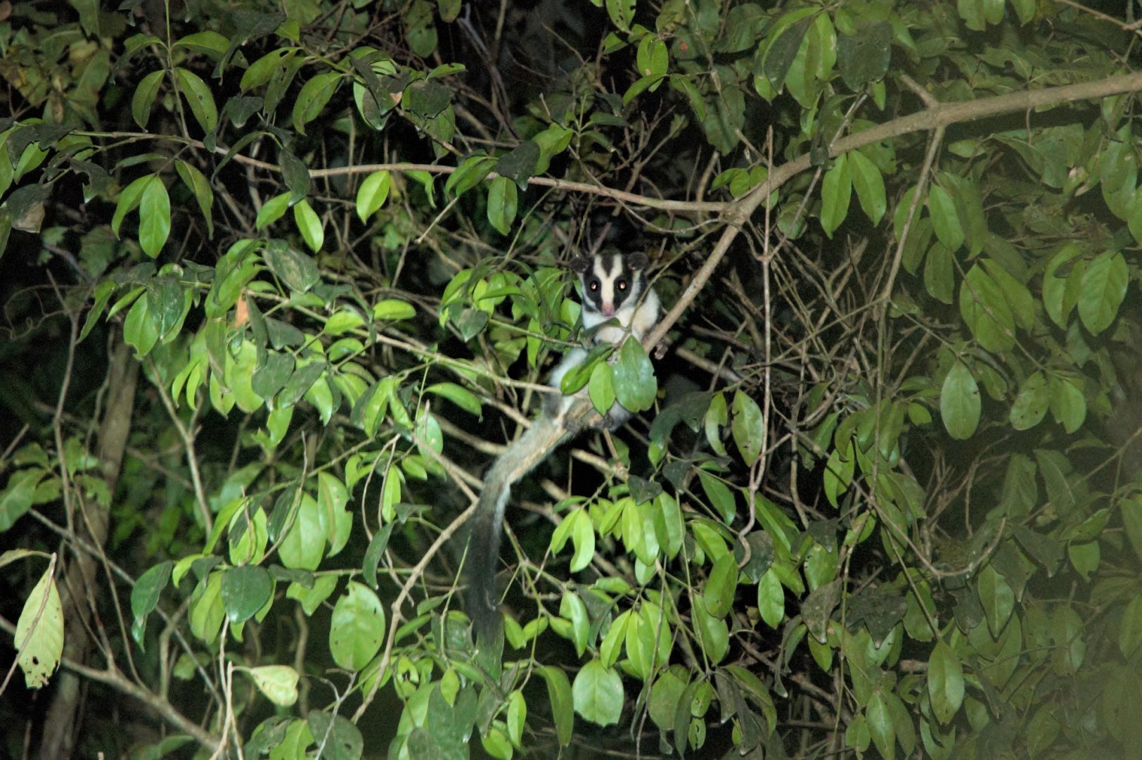 Striped Possum (Dactylopsila trivirgata)