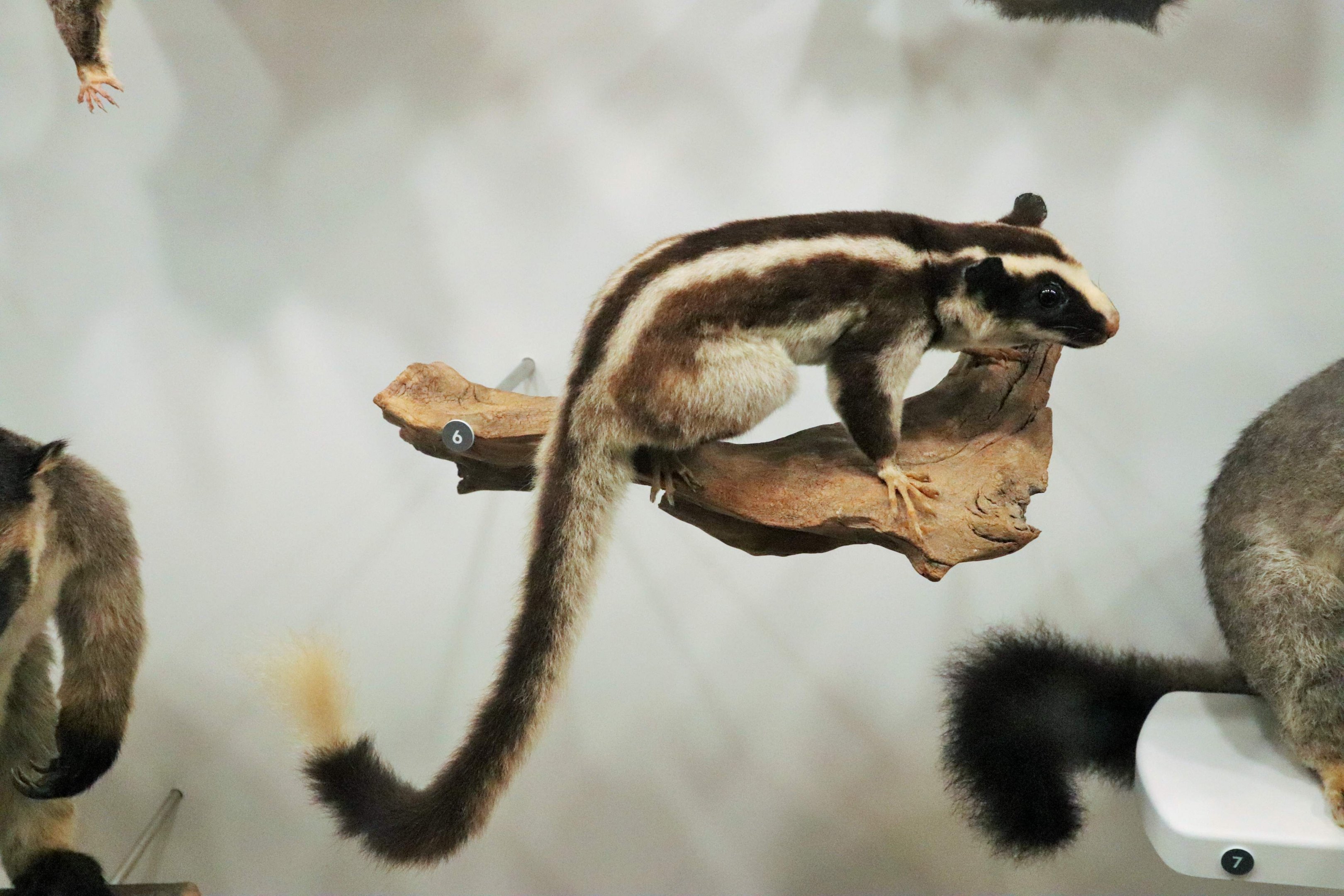Striped Possum (Dactylopsila trivirgata)