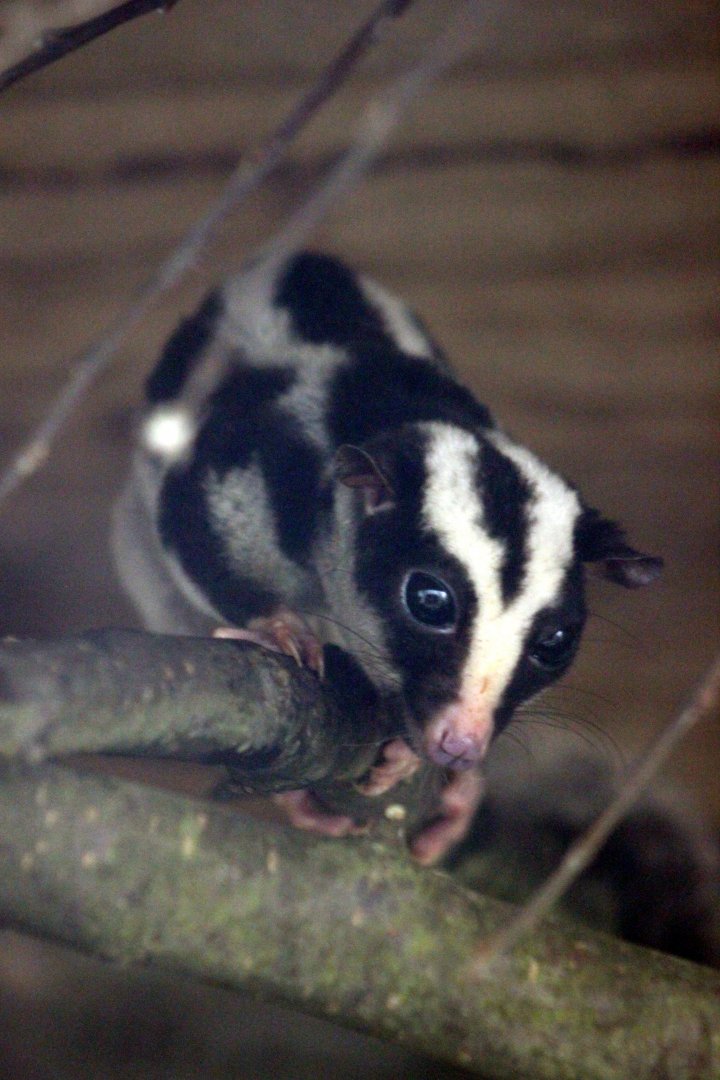 Striped possum (Dactylopsila trivirgata)
