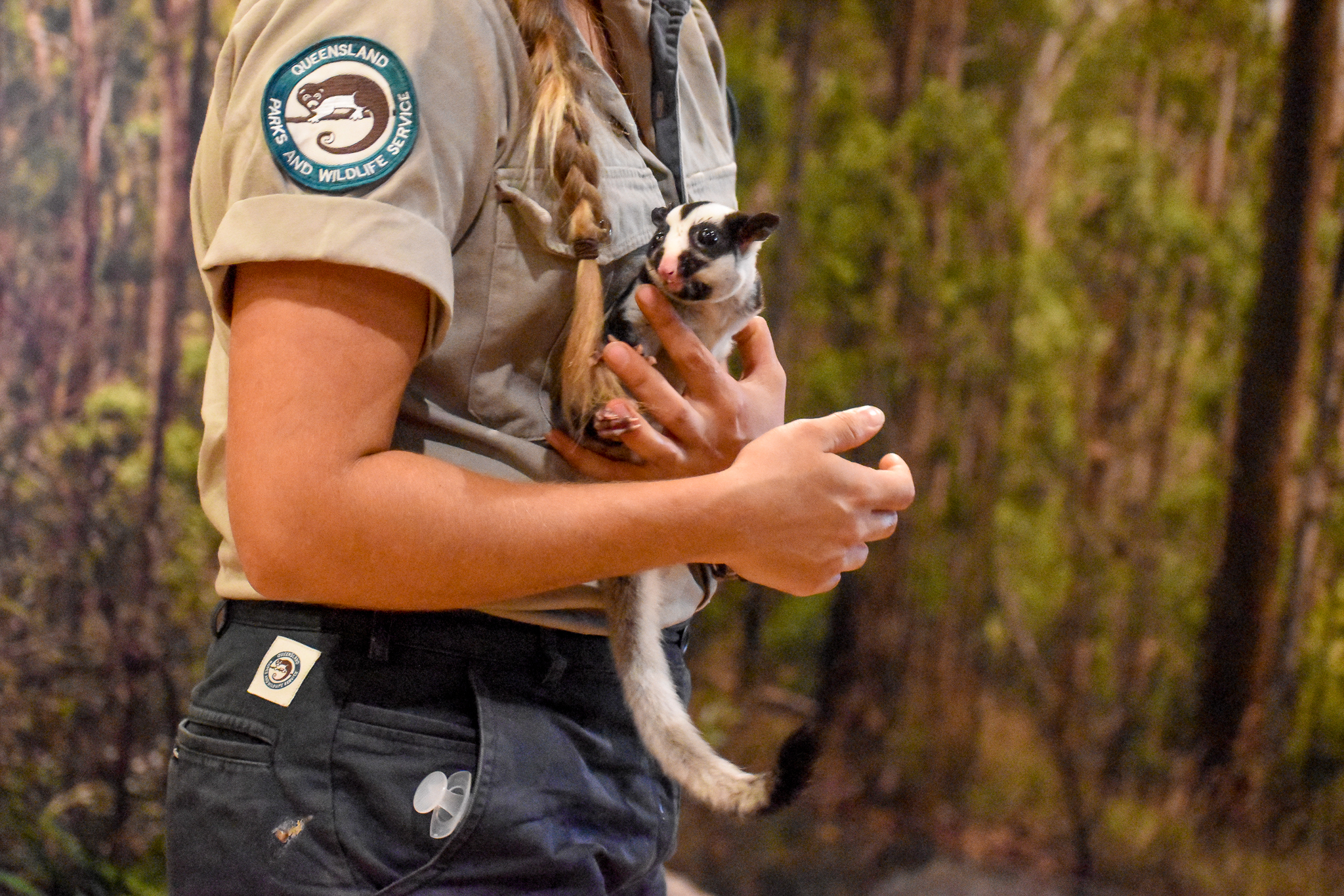 Striped Possum (Dactylopsila trivirgata)