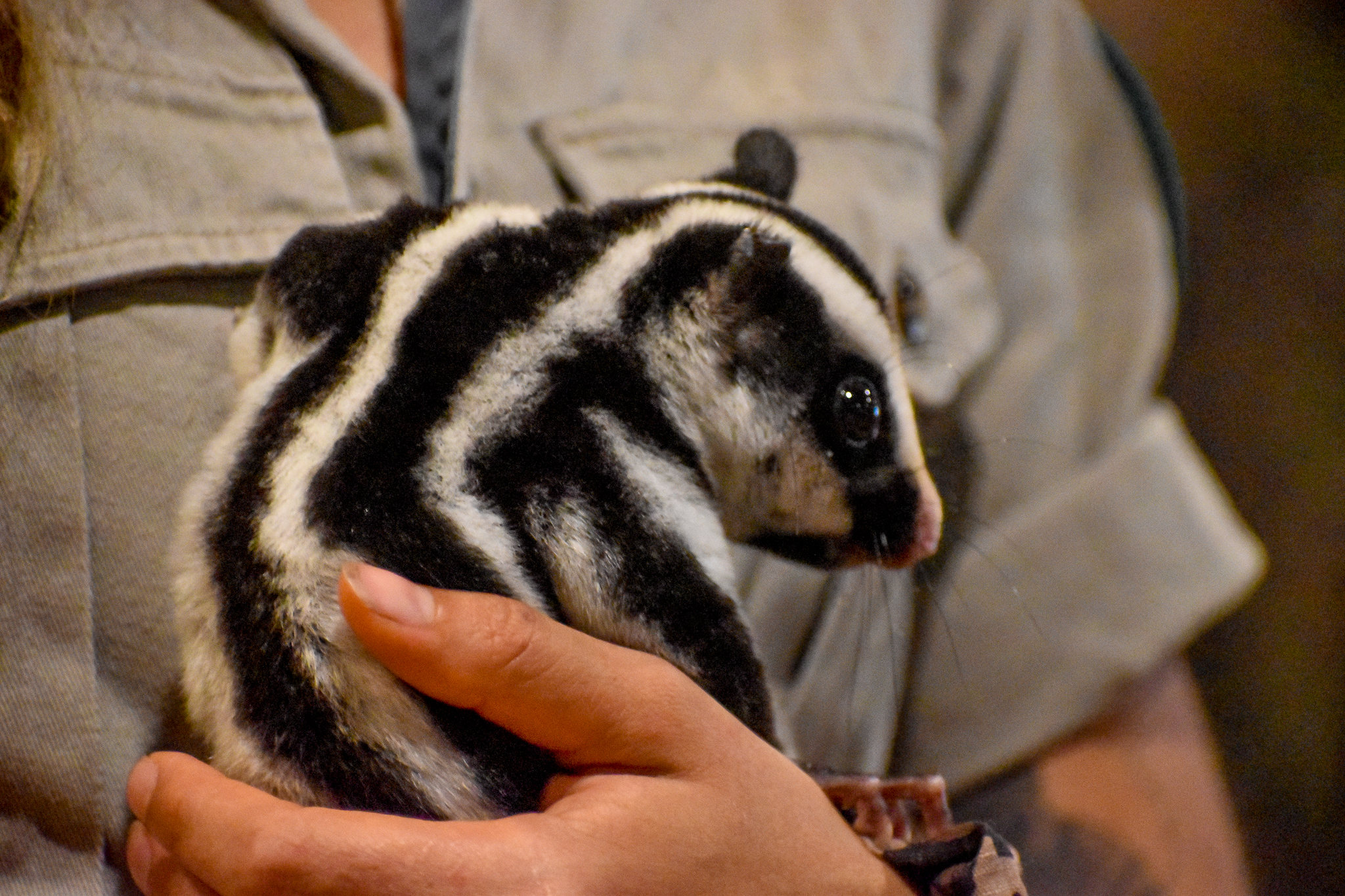 Striped Possum (Dactylopsila trivirgata)