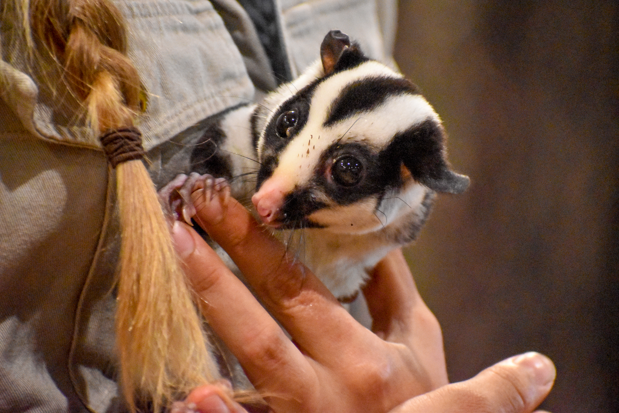 Striped Possum (Dactylopsila trivirgata)