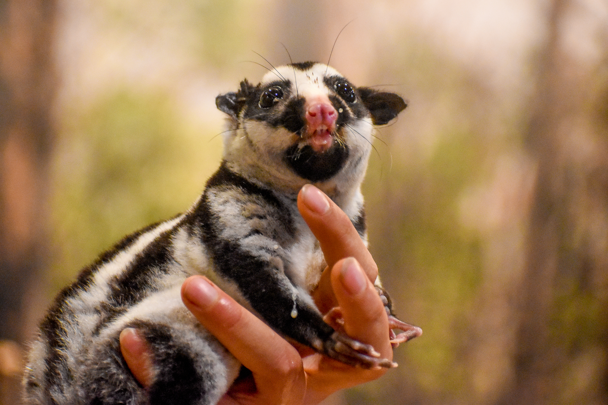 Striped Possum (Dactylopsila trivirgata)