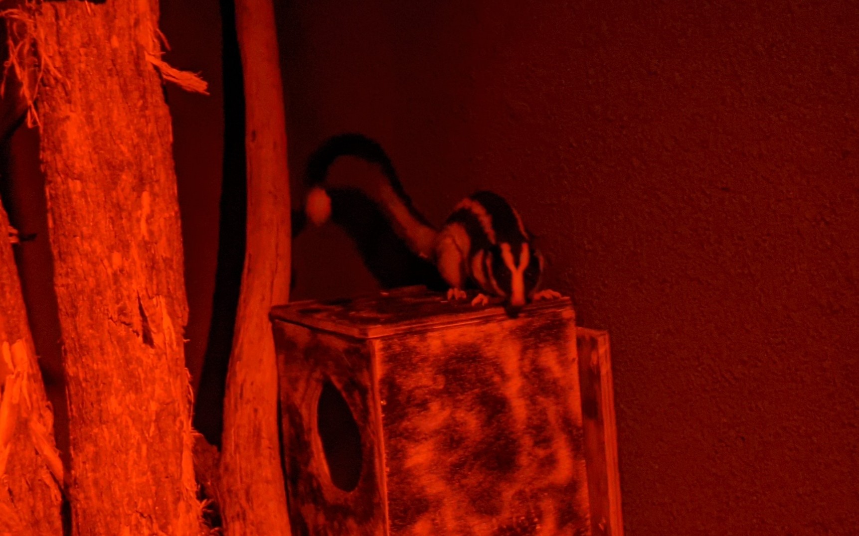 Striped Possum (Dactylopsila trivirgata)