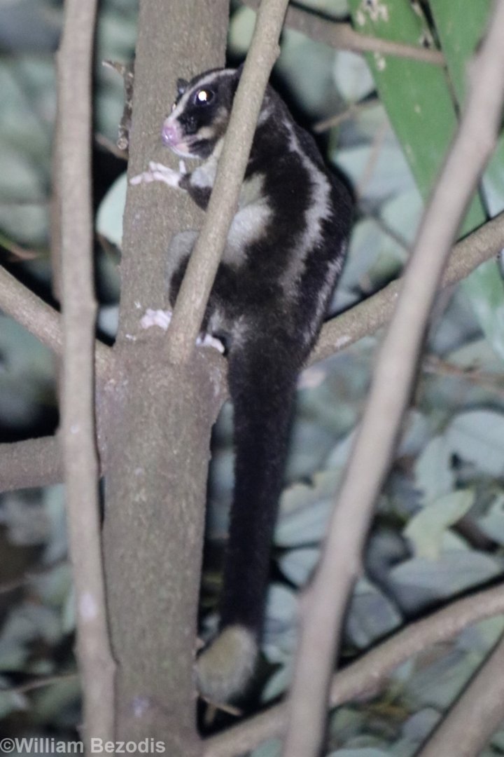 Striped Possum - Mount Whitfield near the Botanic Gardens