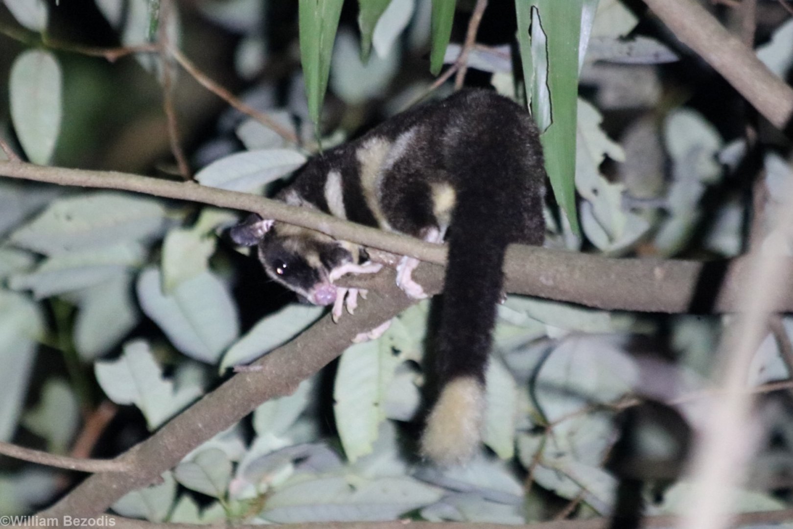 Striped Possum - Mount Whitfield near the Botanic Gardens