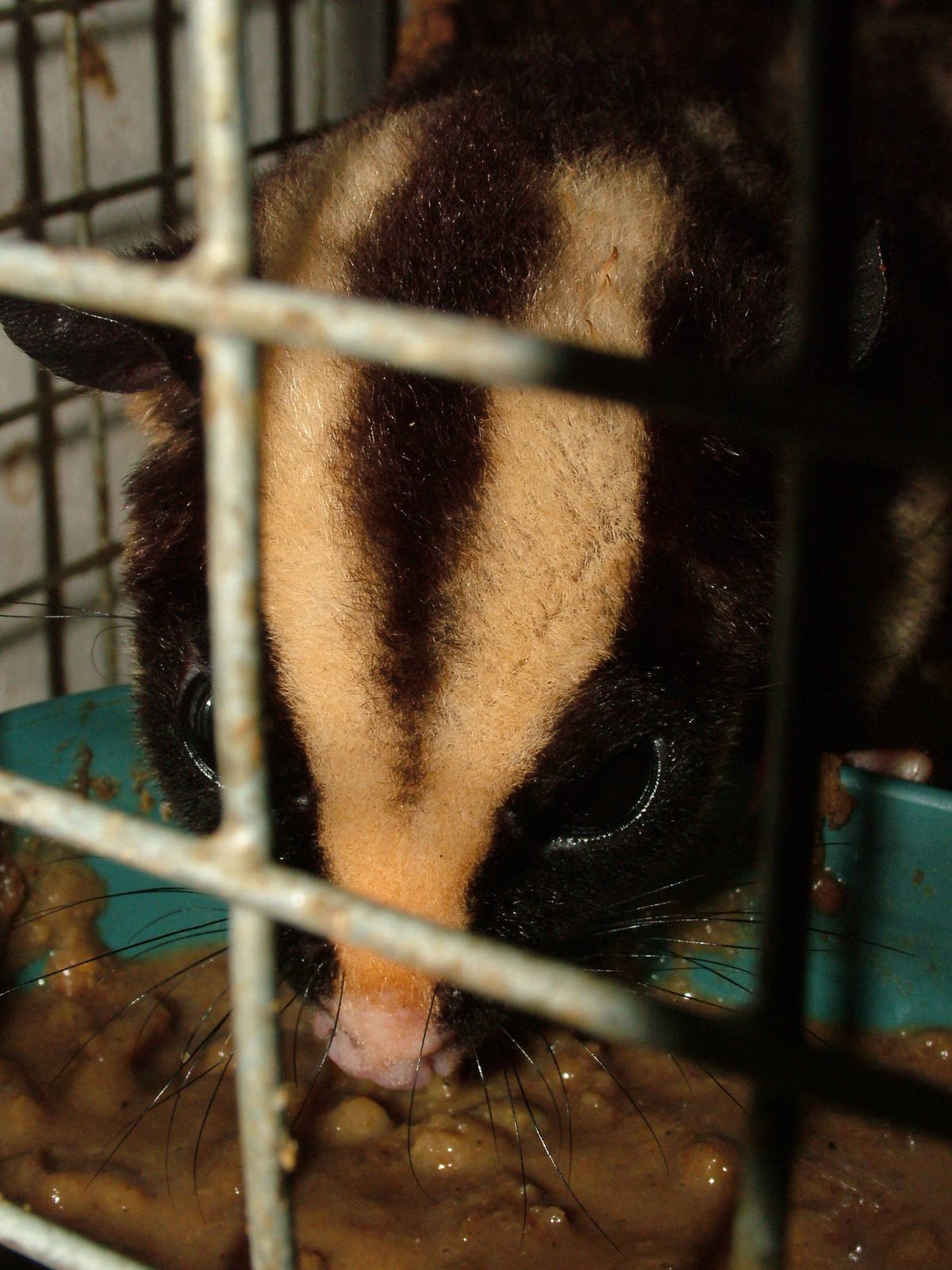 Striped Possum Off-show at Prague Terrarium, 26/08/12