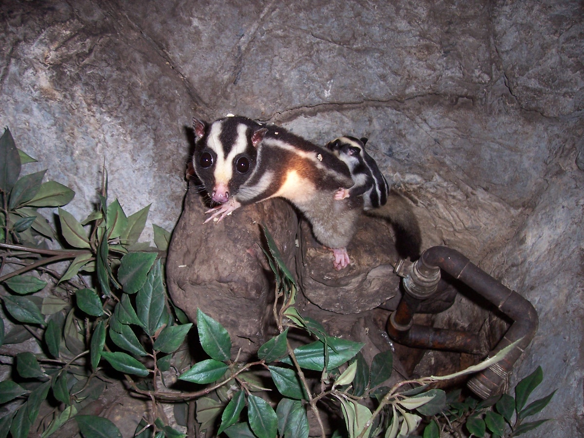 Striped possum