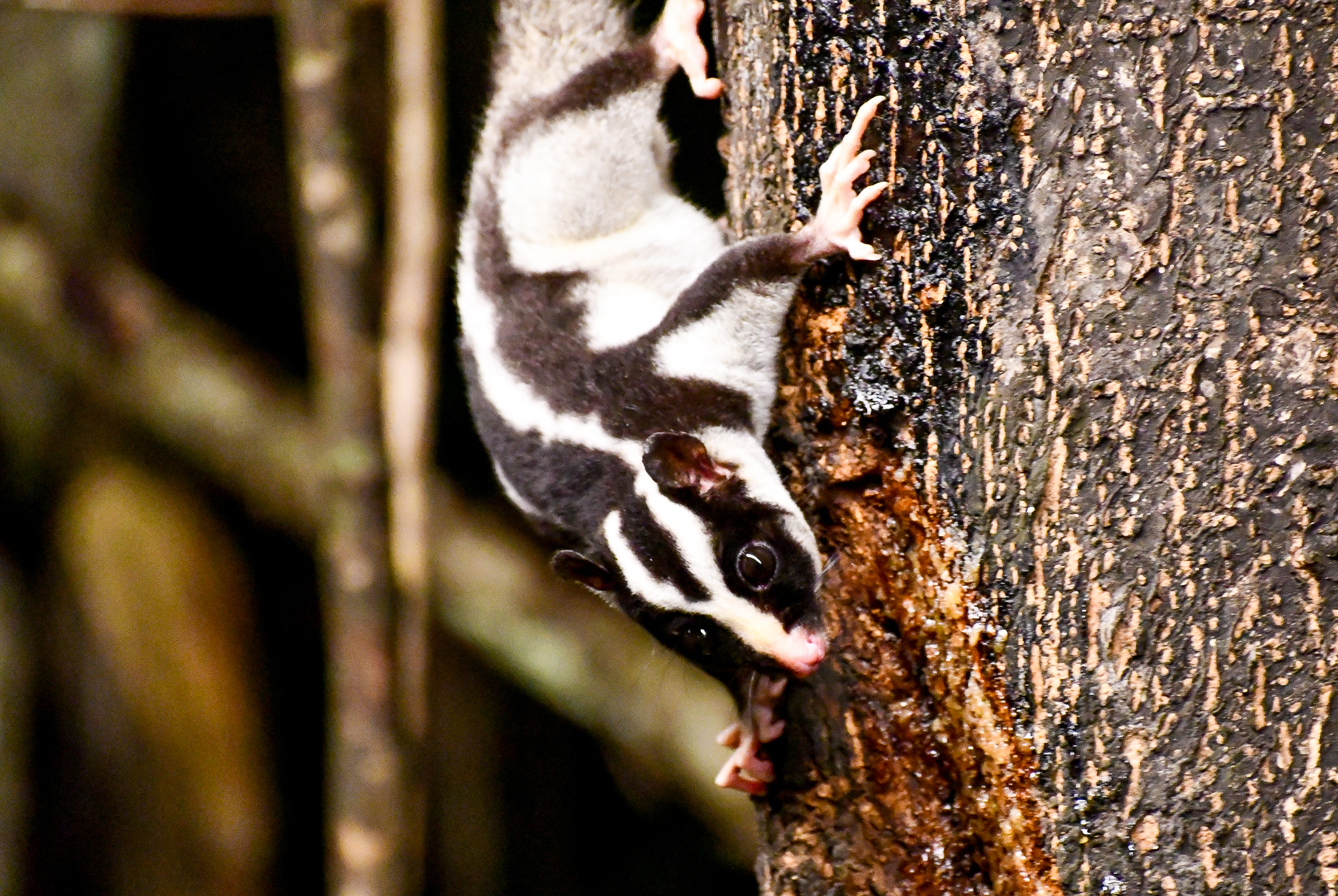 Striped Possum