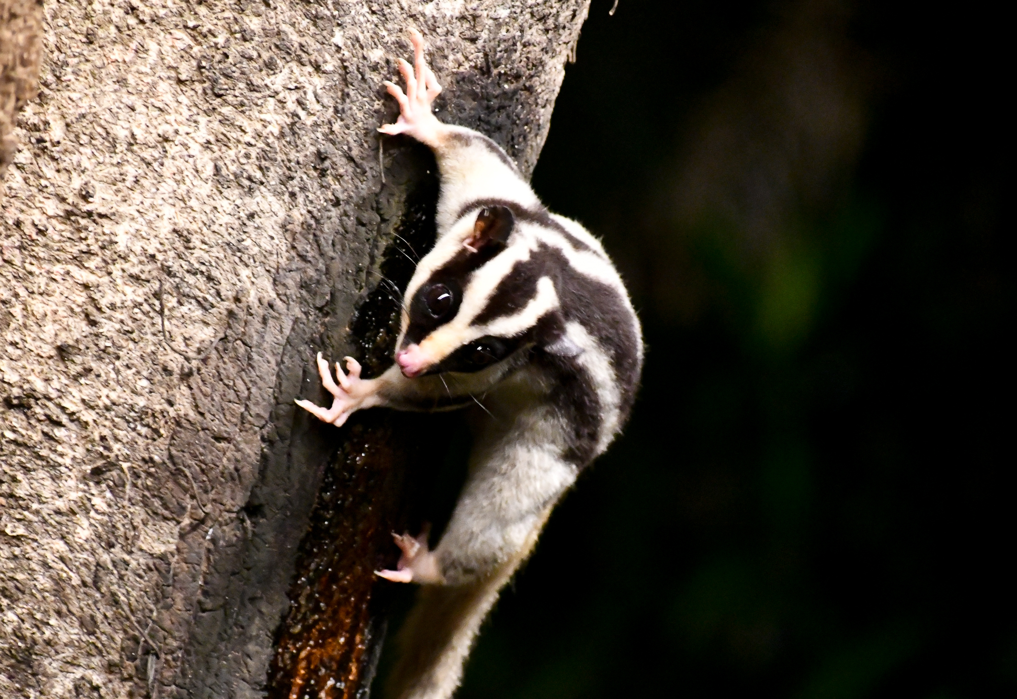 Striped Possum