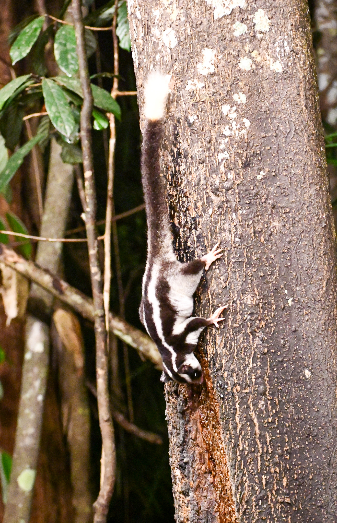 Striped Possum