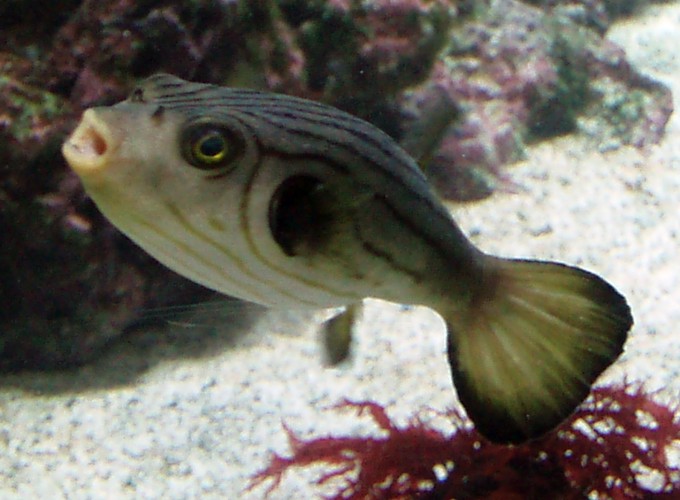 Striped Puffer (Arothron manilensis)