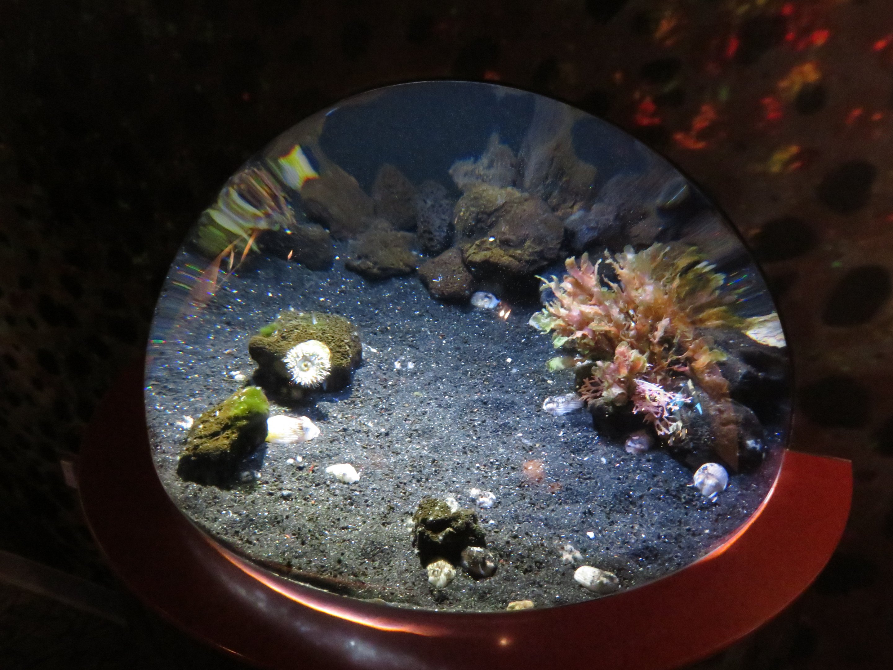 Striped Pyjama Squid Tank