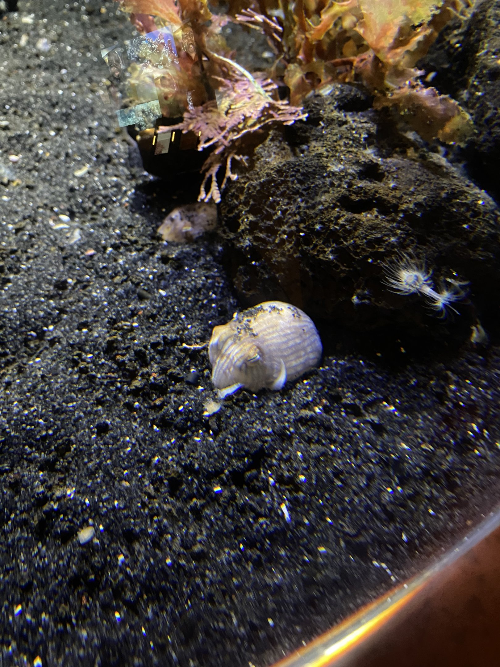 Striped Pyjama Squid