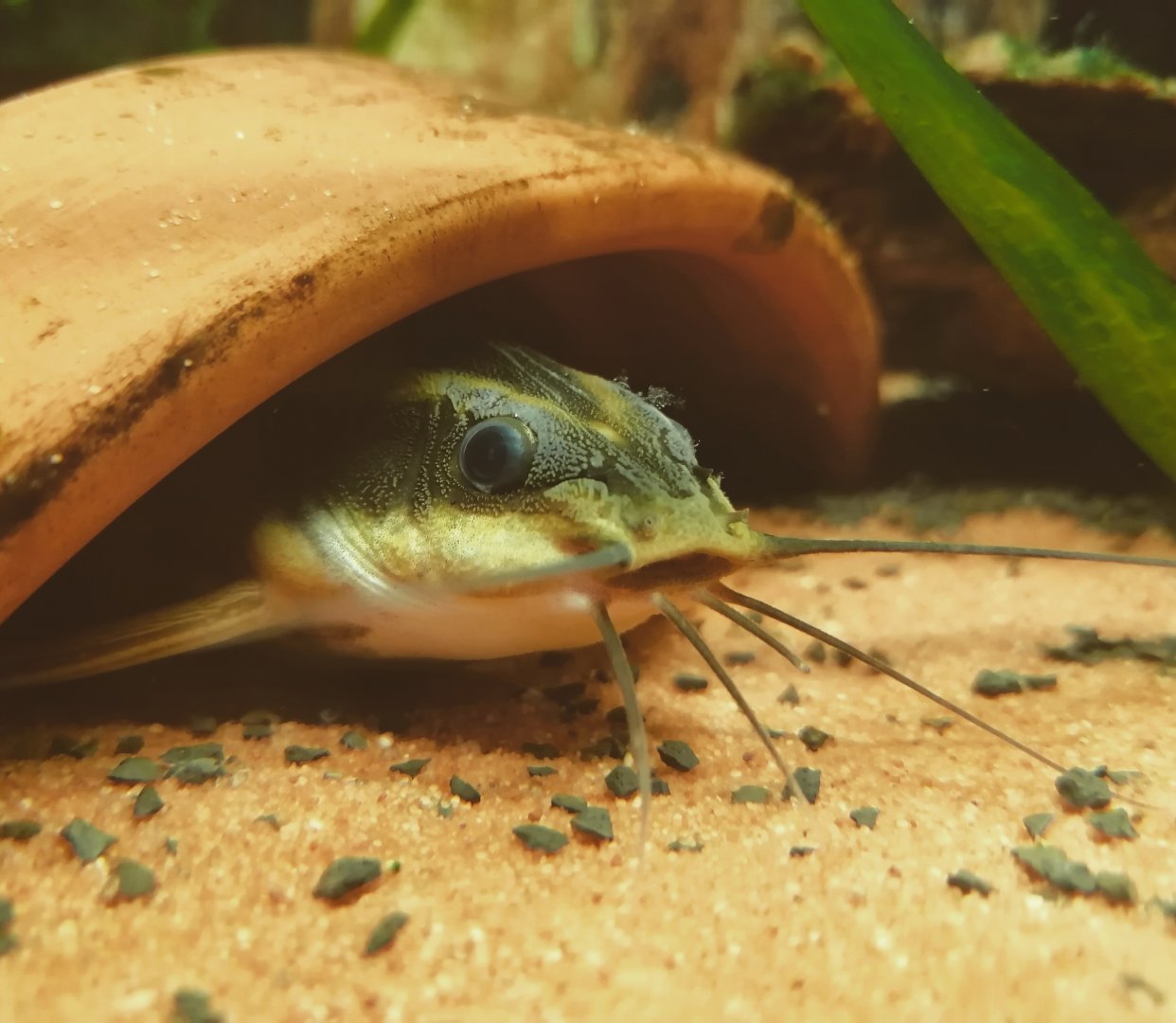 Striped Raphael catfish (Platydoras armatulus)