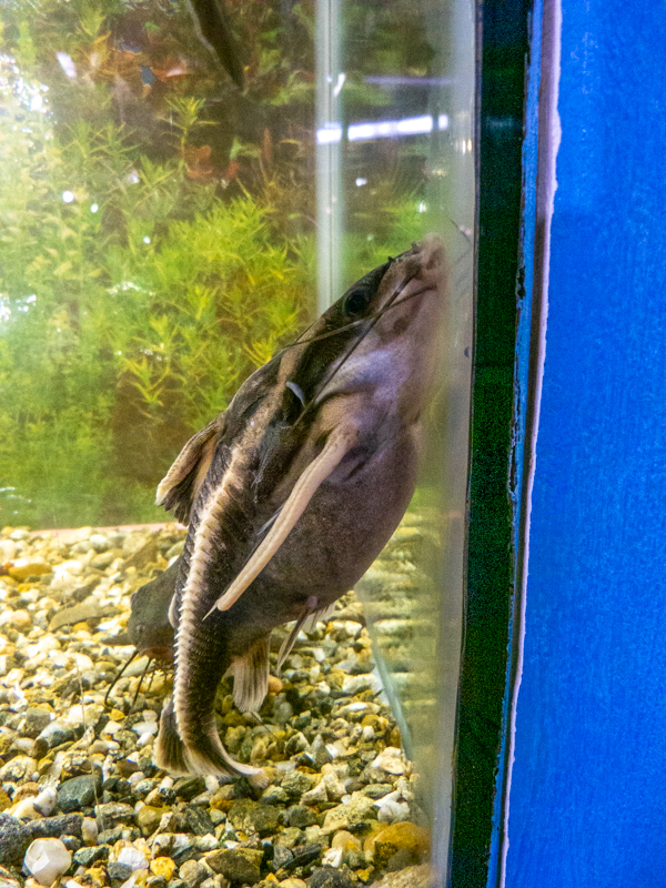 striped Raphael catfish (Platydoras armatulus)