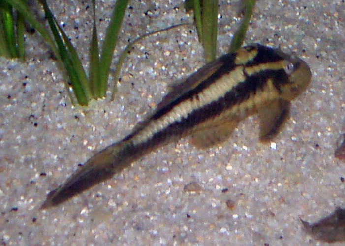 Striped Raphael Catfish (Platydoras costatus)