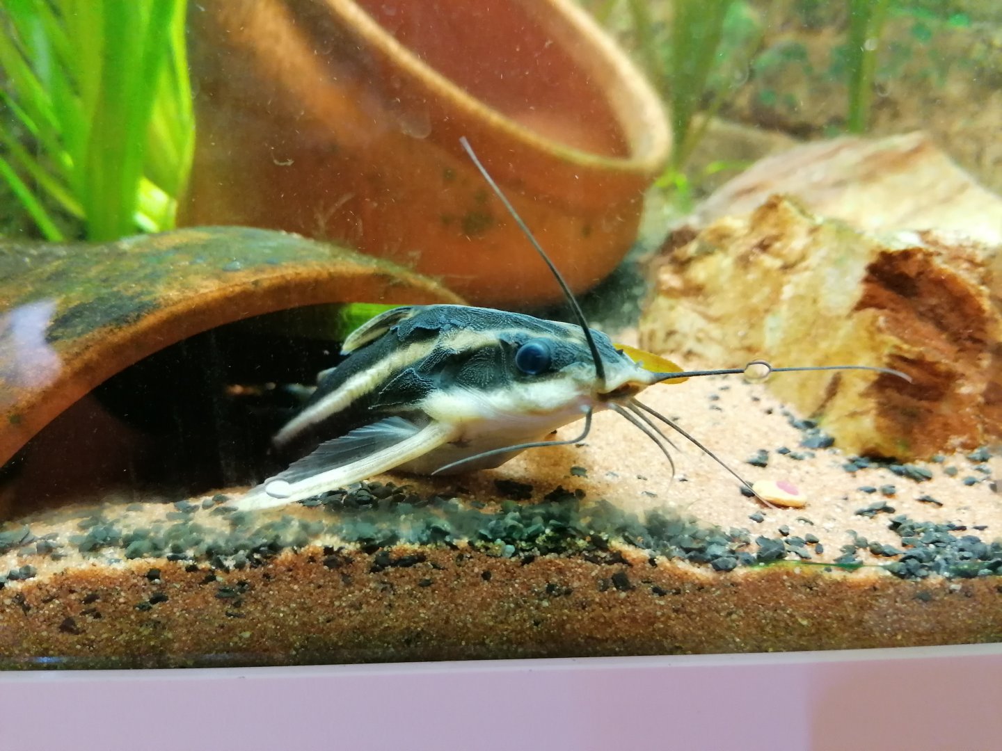 Striped Raphael catfish