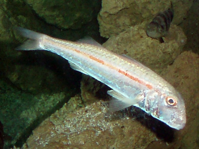 Striped Red Mullet (Mullus surmuletus)