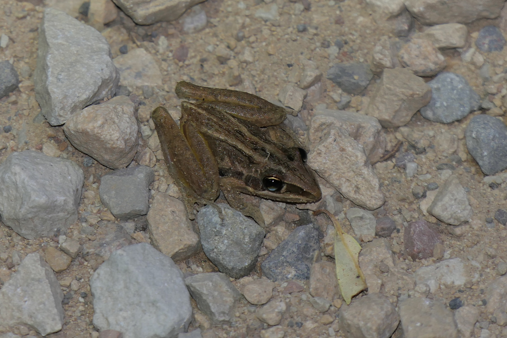 Striped Rocket Frog (Litoria nasuta)