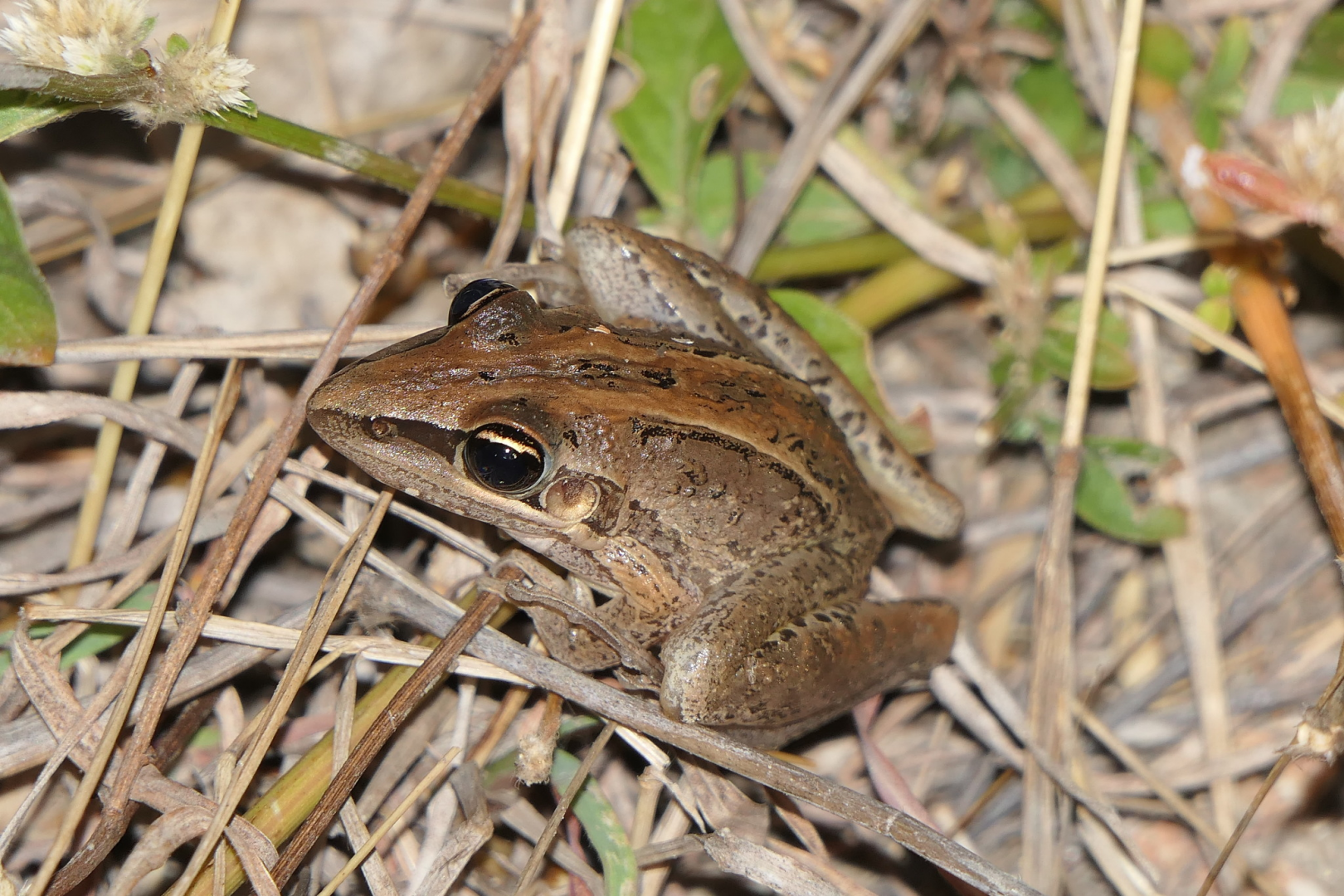 Striped Rocket Frog (Litoria nasuta)