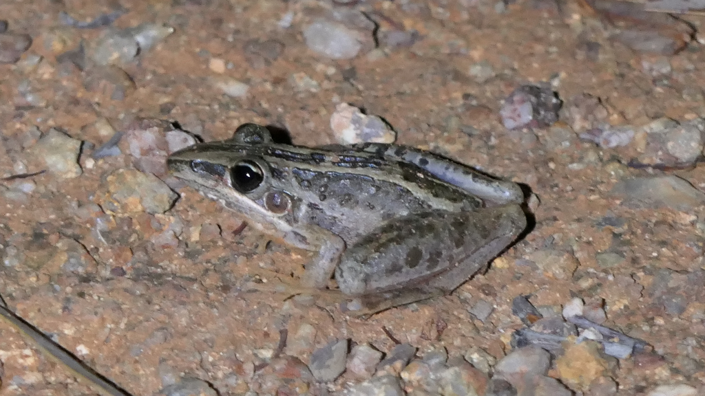 Striped Rocket Frog