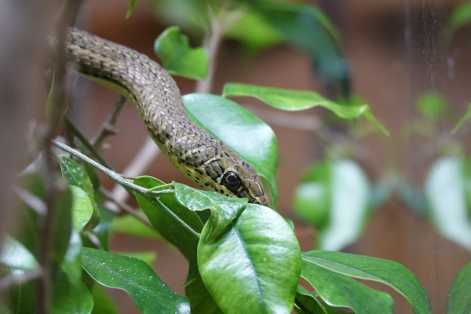 Striped Sand Racer
