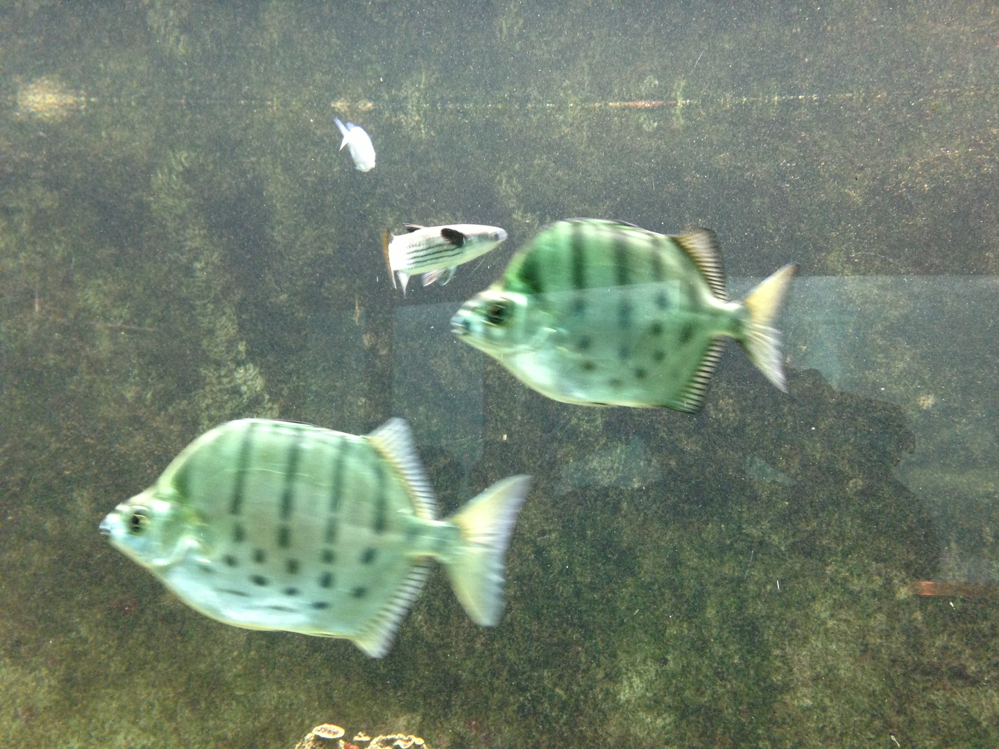 Striped Scats and Squaretail Mullet - Neptune's Reefworld 2013