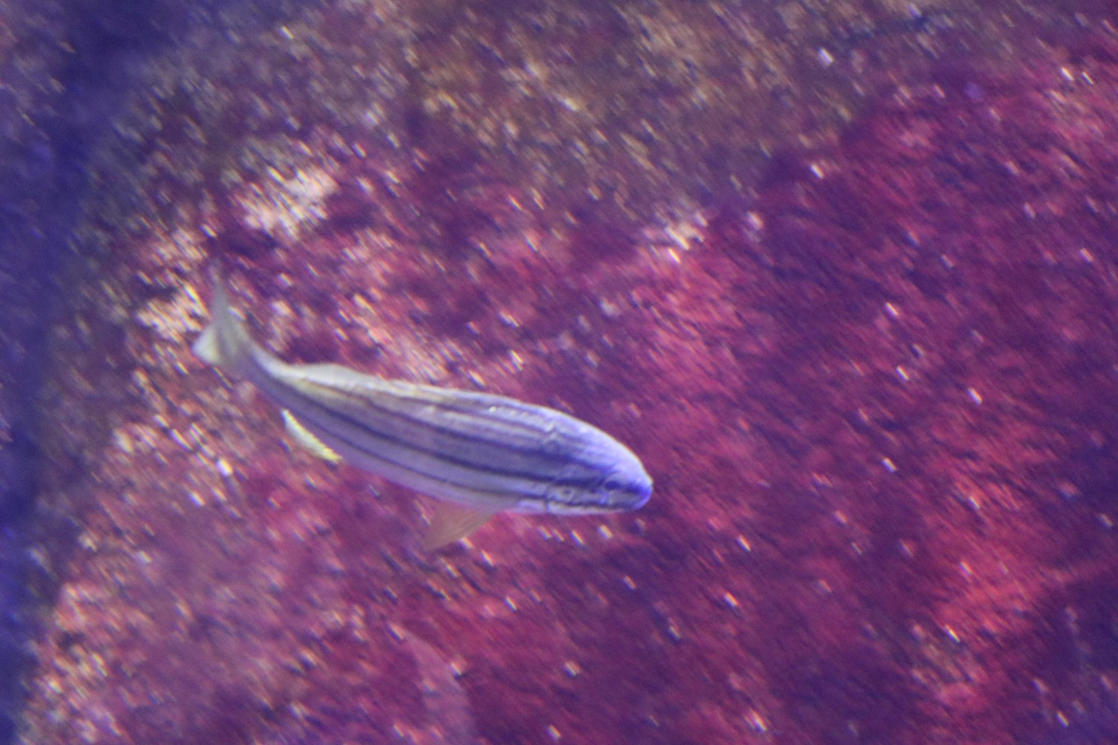 Striped sea bass sp?