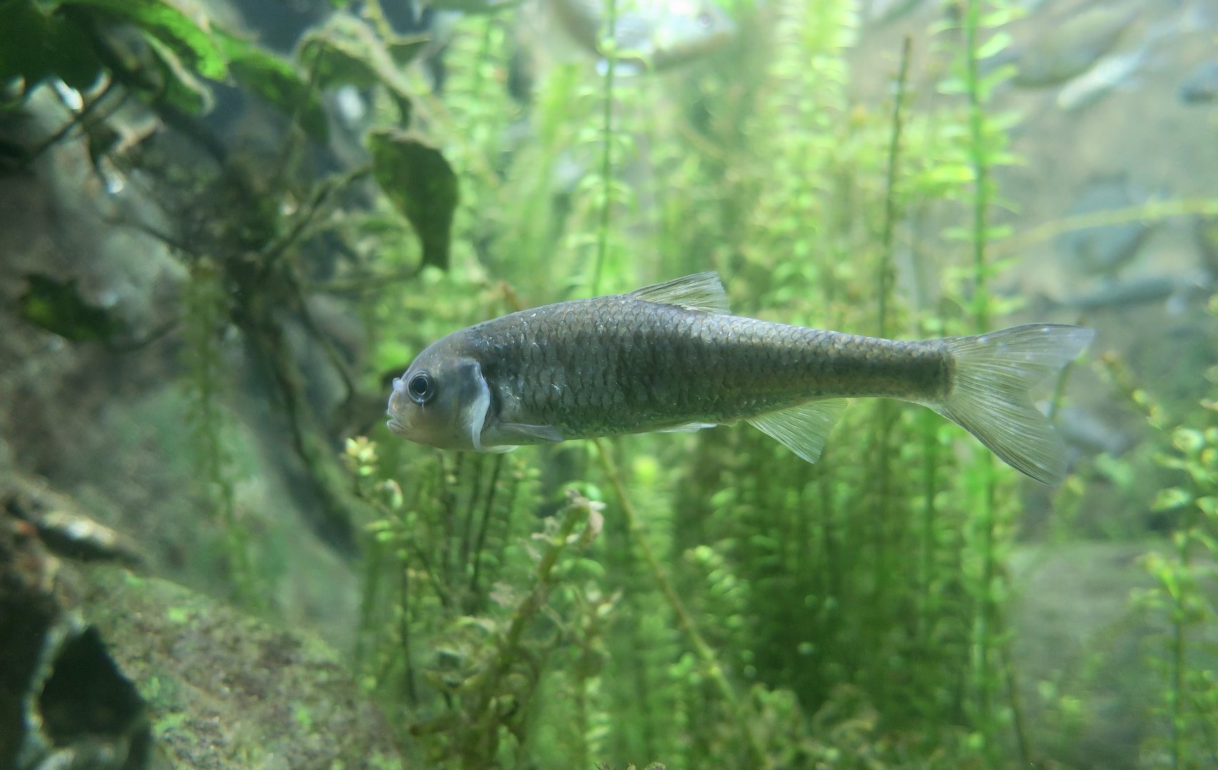 Striped Shiner (Luxilus chrysocephalus) - elderly male