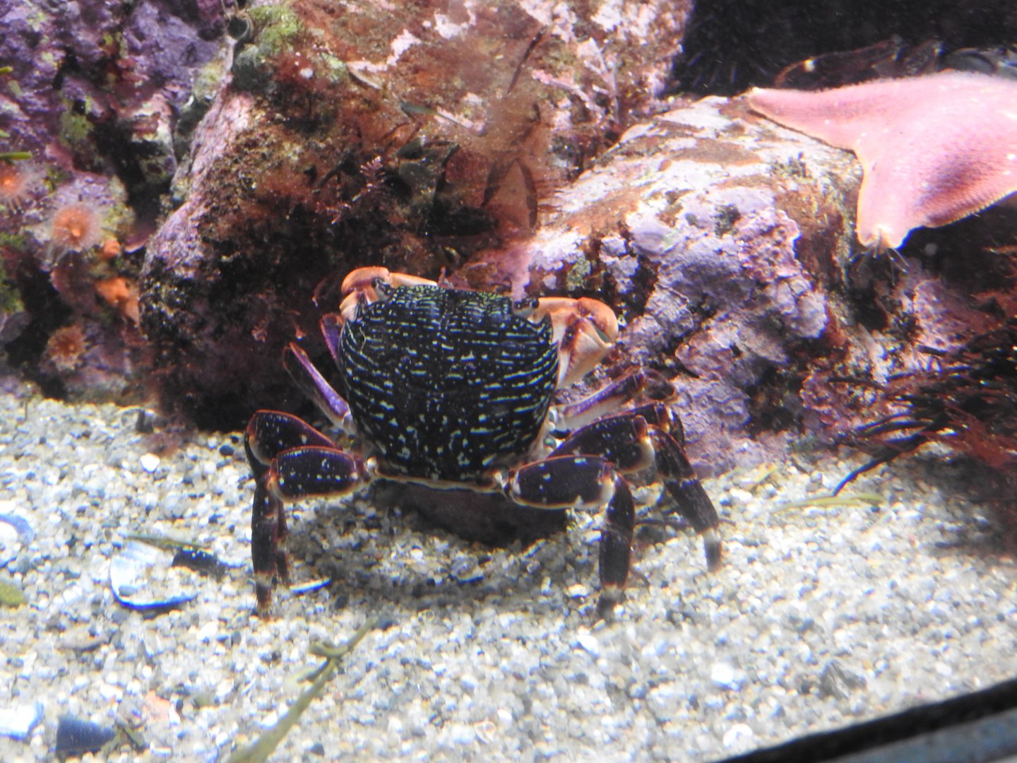 Striped Shore Crab (2019)