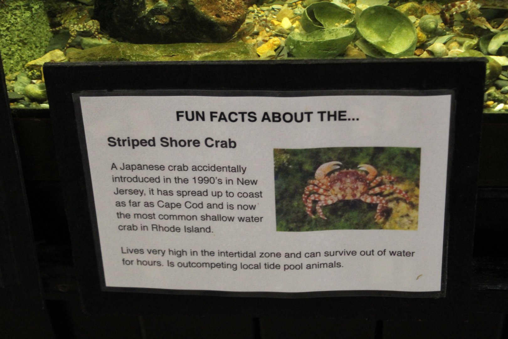 Striped Shore Crab Signage