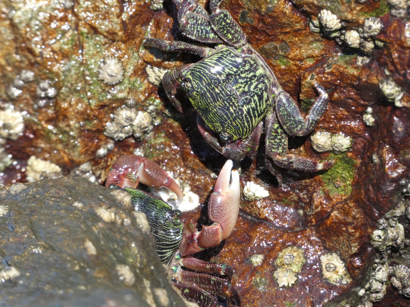 Striped shore crab tussle