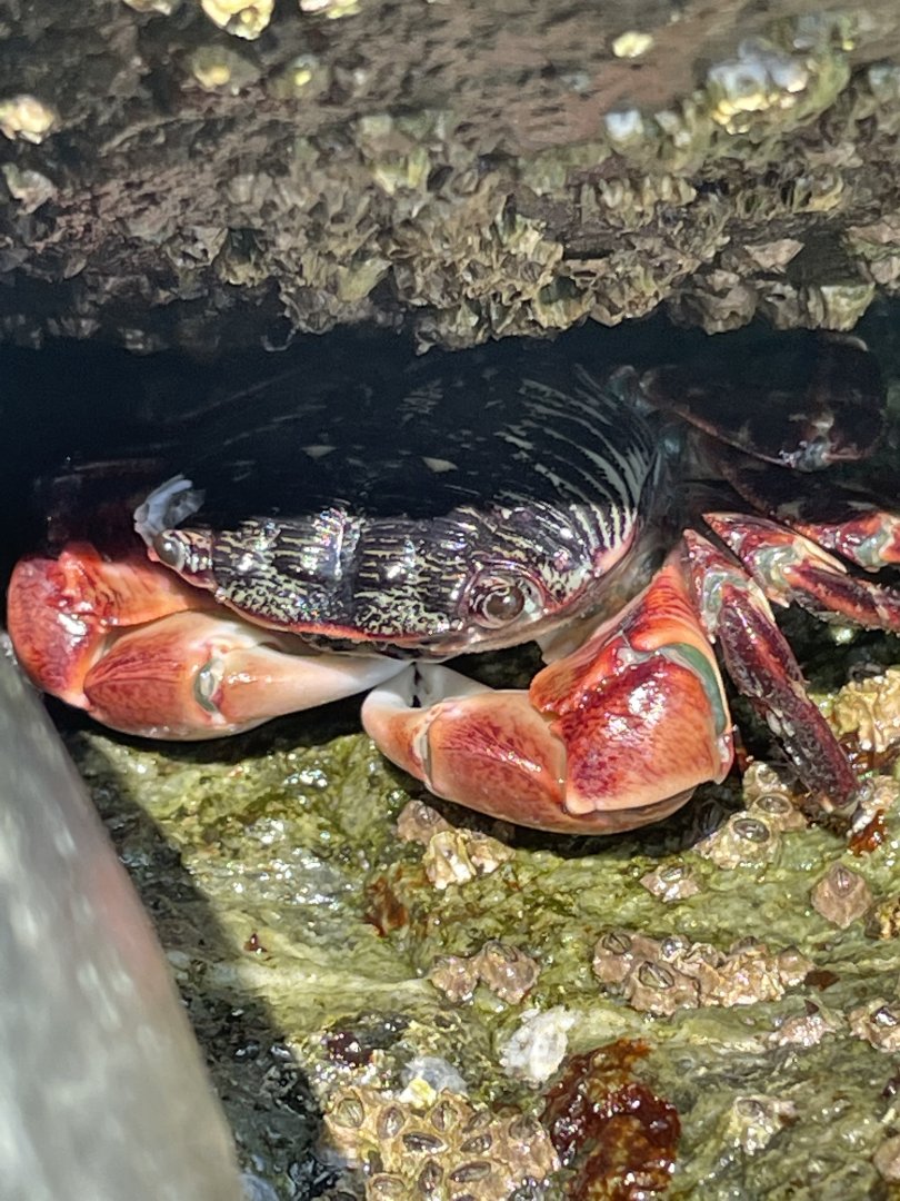 Striped shore crab
